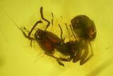 Fossil Ant (Formicidae) In Baltic Amber #197726-2